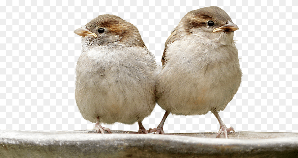 Sparrows Birds Isolated Nature Plumage Animal House Sparrow, Bird, Finch Png Image