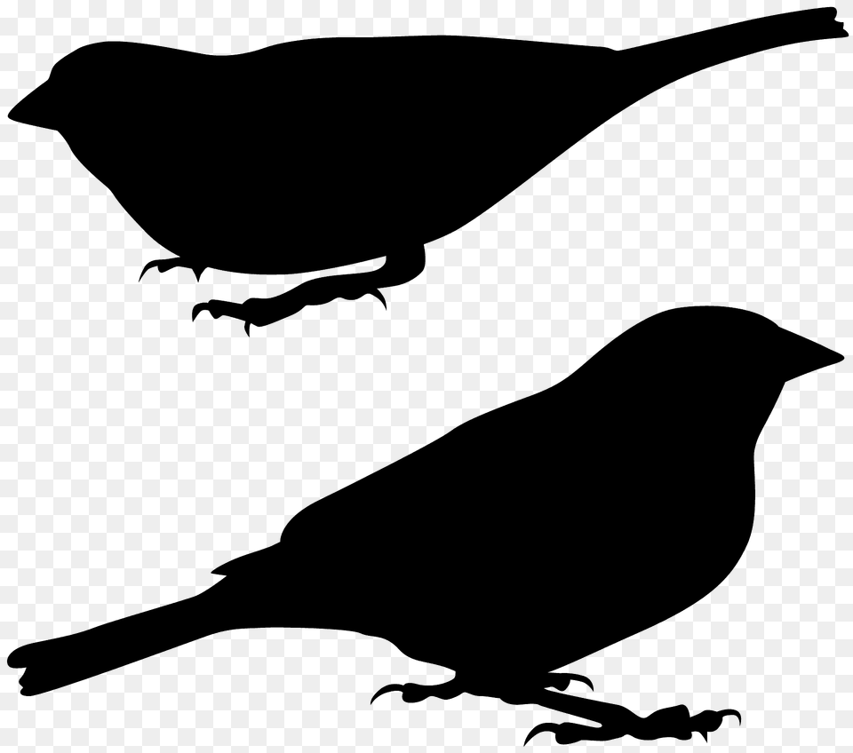 Sparrows Silhouette, Animal, Bird, Blackbird, Finch Png Image