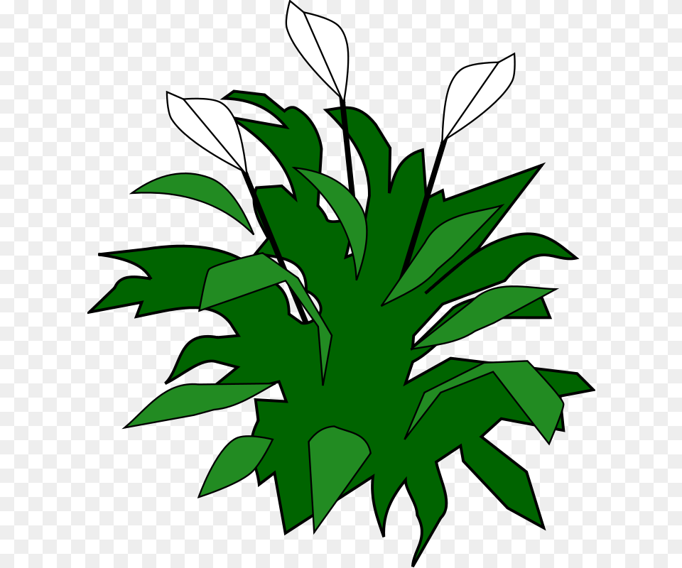 Spathiphyllum, Vegetation, Green, Leaf, Plant Free Png