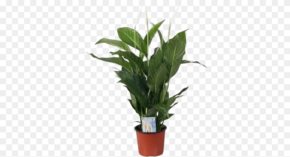 Spathiphyllum Sweet Silvio Houseplant, Leaf, Plant, Potted Plant, Flower Free Png Download