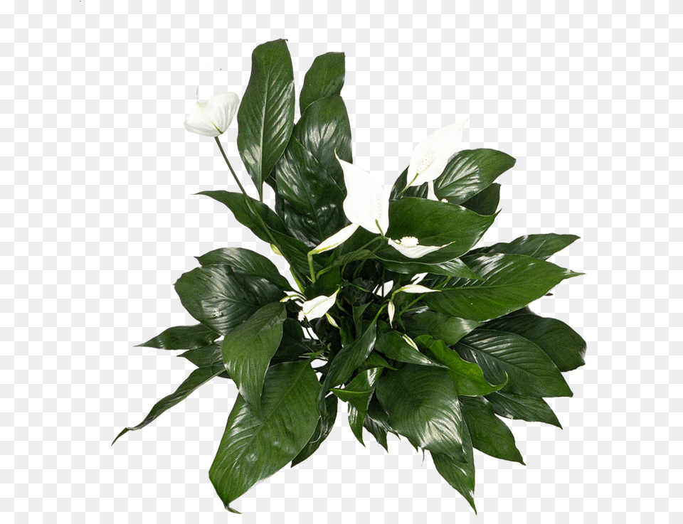Spathipyllum Care Spathiphyllum Top View, Flower, Flower Arrangement, Plant, Araceae Png Image