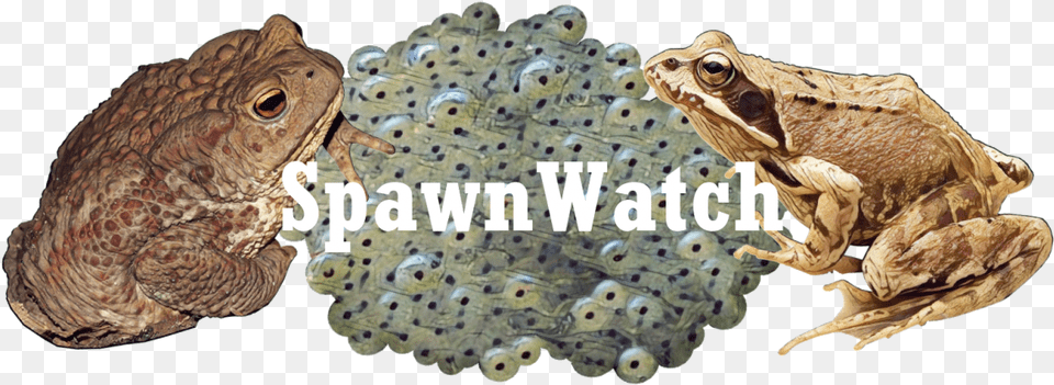 Spawnwatch 2018 Oak Toad, Animal, Lizard, Reptile, Wildlife Png Image