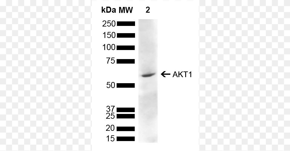 Spc 789 Akt1 Antibody Wb Rat Liver 1 Antibody, Chart, Plot, Number, Symbol Free Png Download