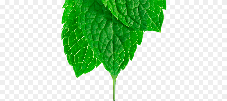 Spearmint, Herbs, Leaf, Mint, Plant Png