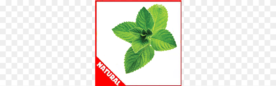 Spearmint By Flavor West Lemon Balm, Herbal, Herbs, Leaf, Mint Png Image