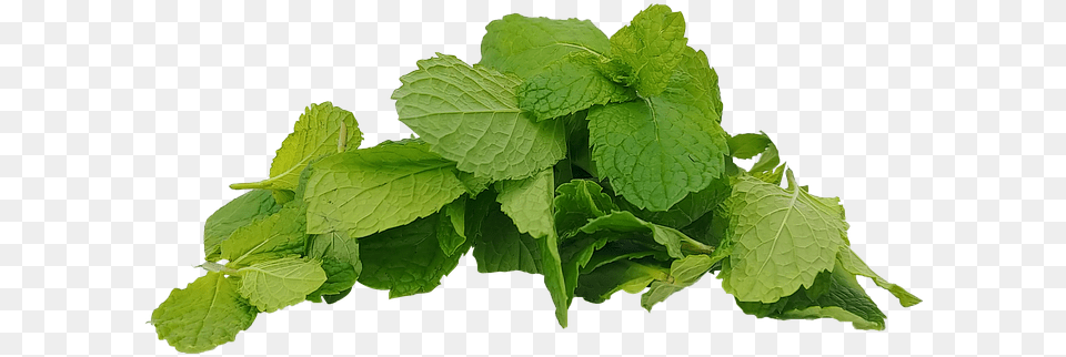 Spearmint Mint Hub Mentha Spearmint, Herbs, Plant, Leaf Png