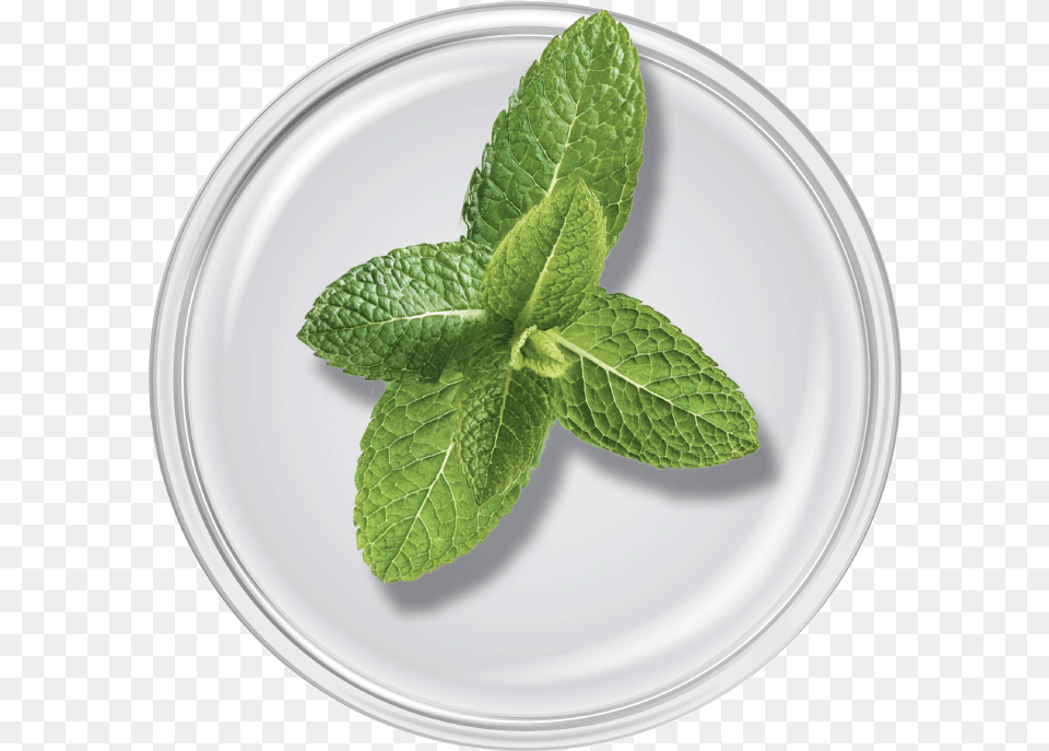 Spearmint Oil Bowl, Herbs, Mint, Plant, Plate Free Png