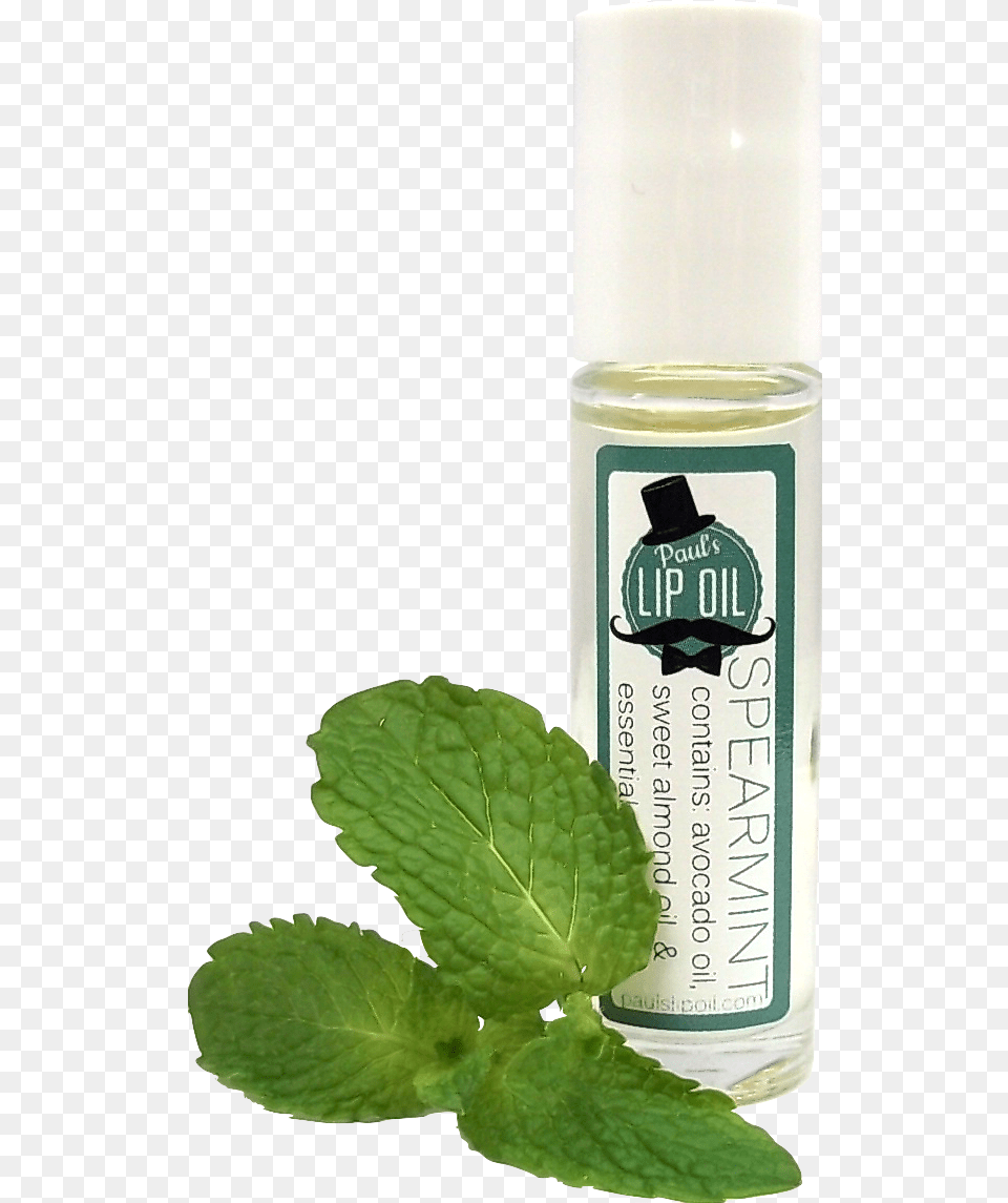 Spearmint Plo Glass Bottle, Herbs, Mint, Plant, Herbal Png