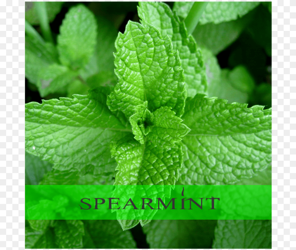 Spearmint Pudina Images Hd, Herbs, Mint, Plant Png Image