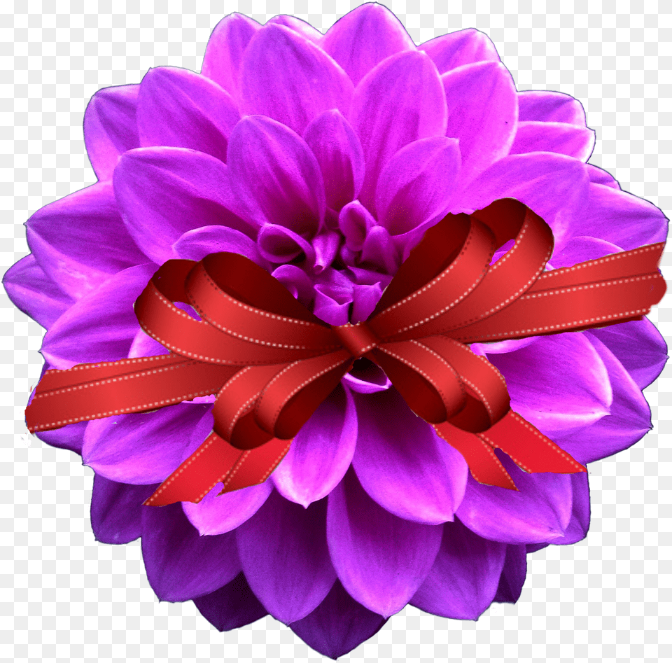 Special Georgin, Dahlia, Flower, Plant, Rose Free Png