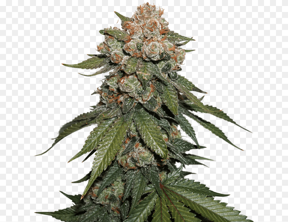 Special Kush Royal Queen Seeds, Plant, Weed, Hemp Free Transparent Png