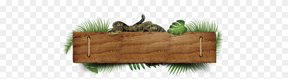 Special Of The Month Reptile, Wood, Animal, Iguana, Lizard Png Image