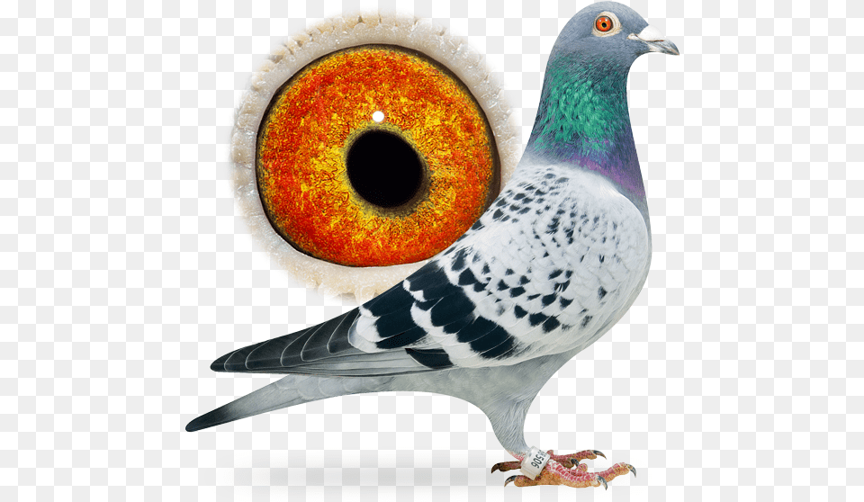 Special Pigeon Bred By Frans Rutten 100 C Amp G Koopman Rock Dove, Animal, Bird Free Png