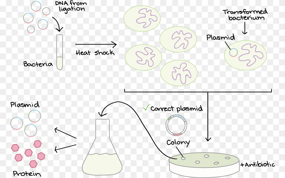 Specially Prepared Bacteria Are Mixed With Dna Diagram, Text Png Image