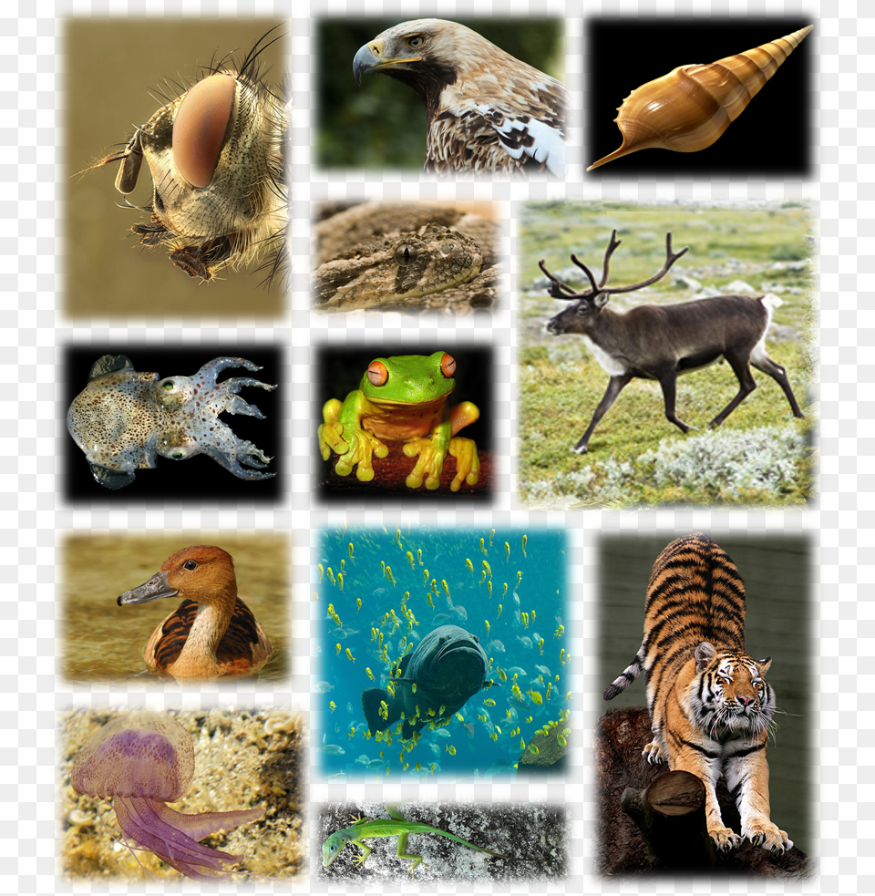 Species Biodiversity, Animal, Beak, Bird, Art Png Image