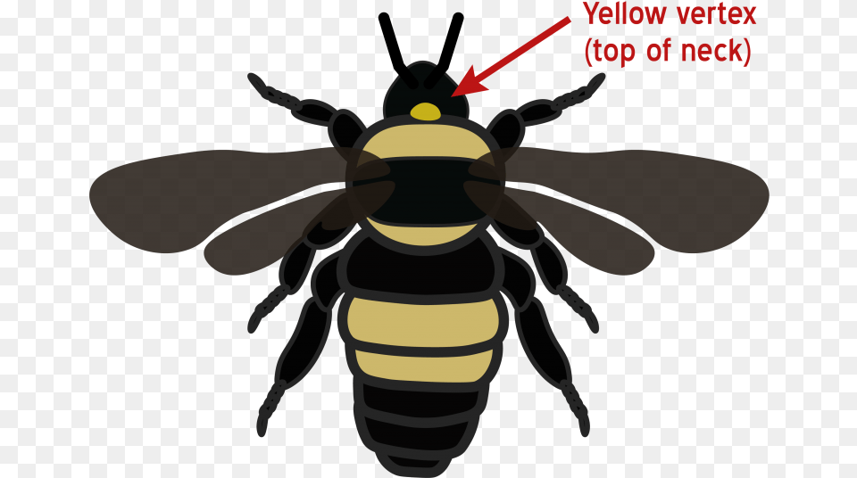 Species Black And Gold Bumblebees, Animal, Invertebrate, Insect, Bee Png