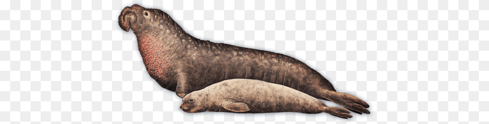 Species Fact Northern Elephant Seal Female, Animal, Mammal, Sea Life, Sea Lion Png Image