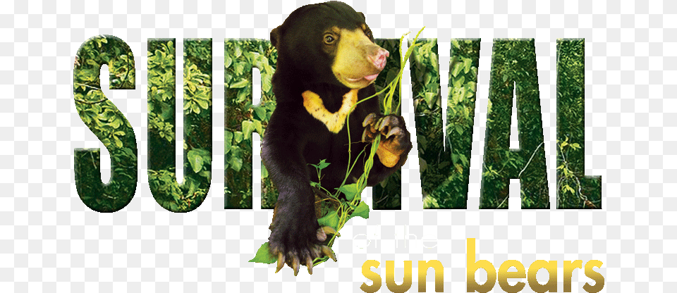 Species In Danger Sun Bear Icon, Animal, Wildlife, Mammal, Vegetation Png Image