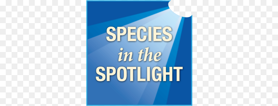 Species In The Spotlight Logo Exercise, Lighting, Text Free Png
