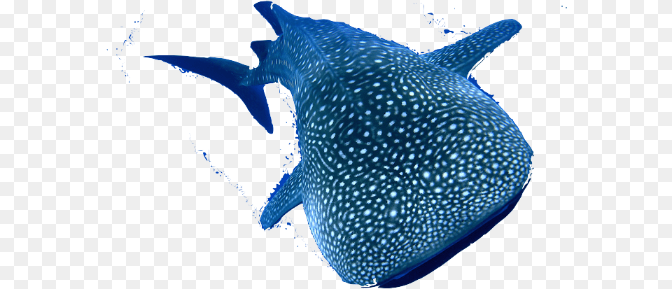 Species Whale Shark Whale Shark, Animal, Fish, Sea Life Free Png Download