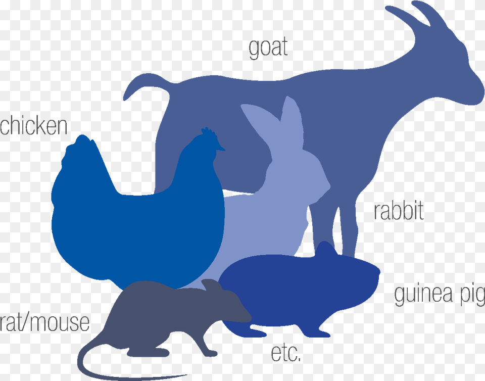 Speciespng Mdimabs Chicken, Livestock, Animal, Mammal, Goat Png