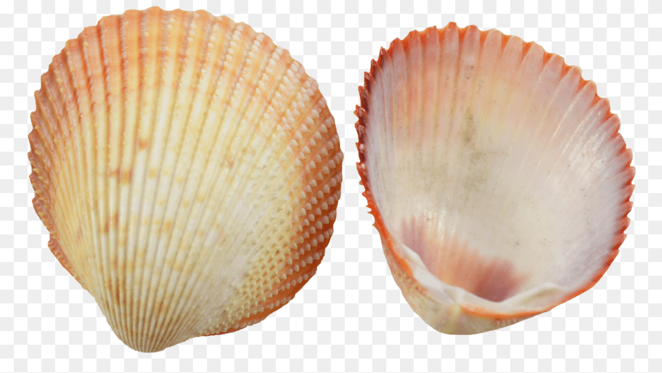 Speckled Cockle Shells For Crafts Baltic Clam, Animal, Food, Invertebrate, Sea Life Png