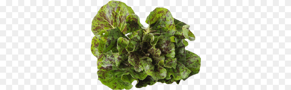 Speckled Gem Lettuce Plant Pathology, Food, Produce, Vegetable Free Transparent Png