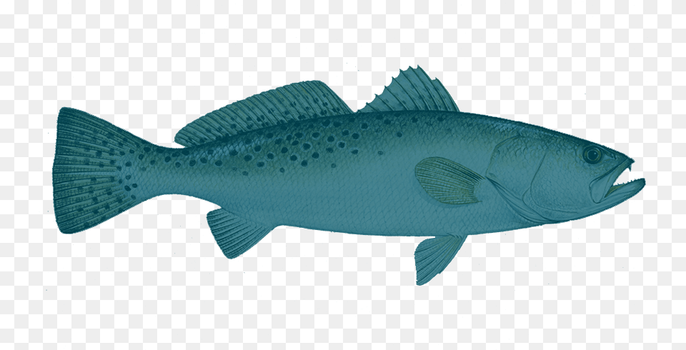 Speckled Trout Hd Download Fish, Animal, Sea Life Png Image