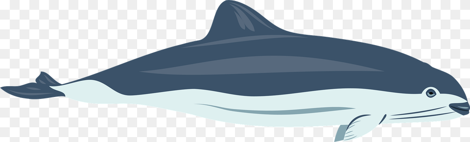 Spectacled Porpoise Clipart, Animal, Sea Life, Dolphin, Mammal Png Image