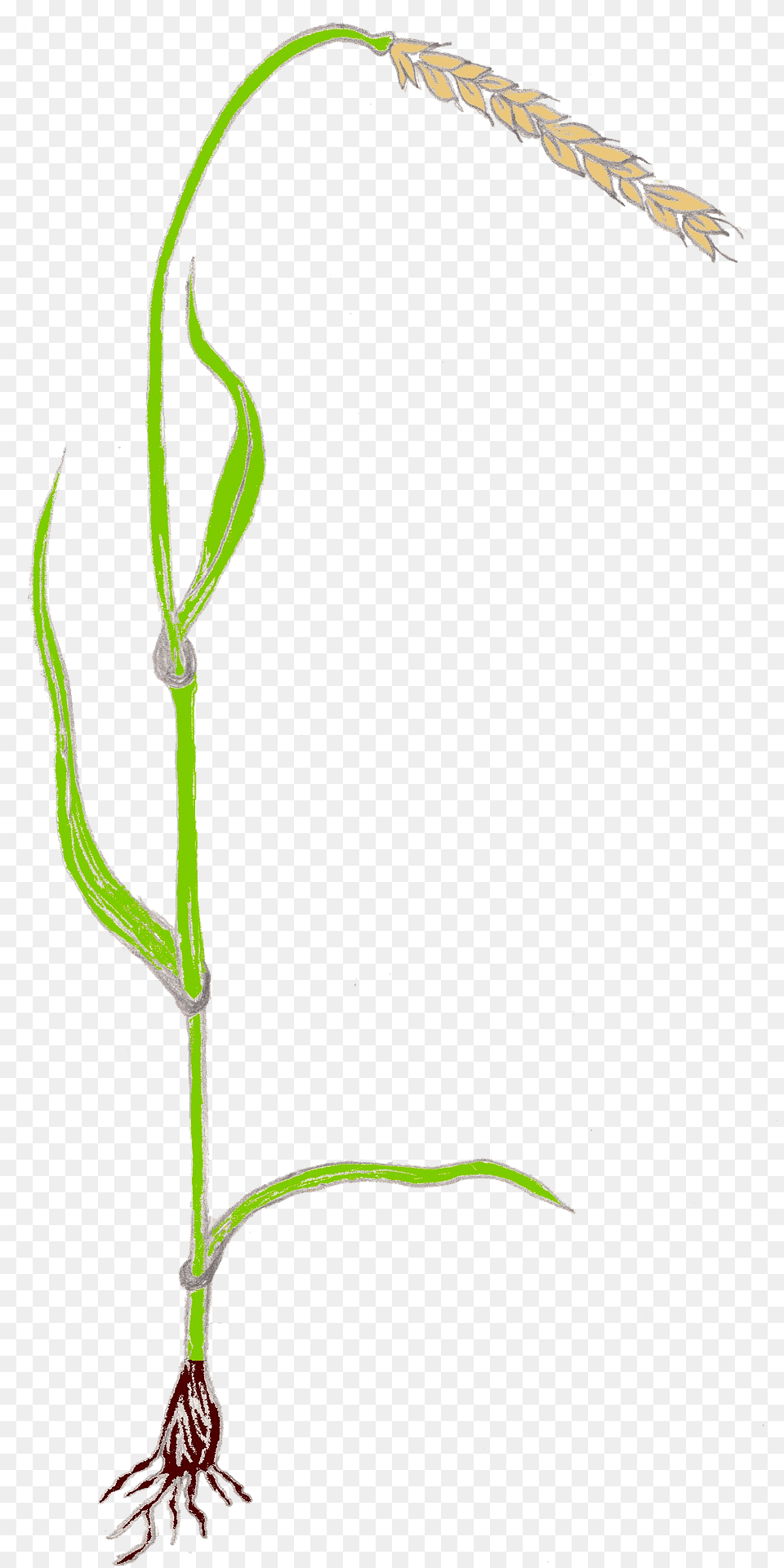 Spelt Clipart, Grass, Plant, Agropyron Png Image