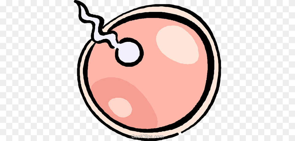 Sperm Fertilizing Egg Royalty Vector Clip Art Illustration, Accessories Free Png