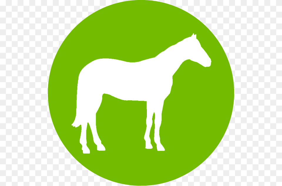 Sperm Marker Mare, Animal, Colt Horse, Horse, Mammal Free Png Download