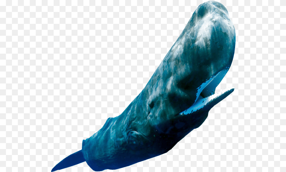 Sperm Whale, Animal, Mammal, Sea Life, Fish Free Png