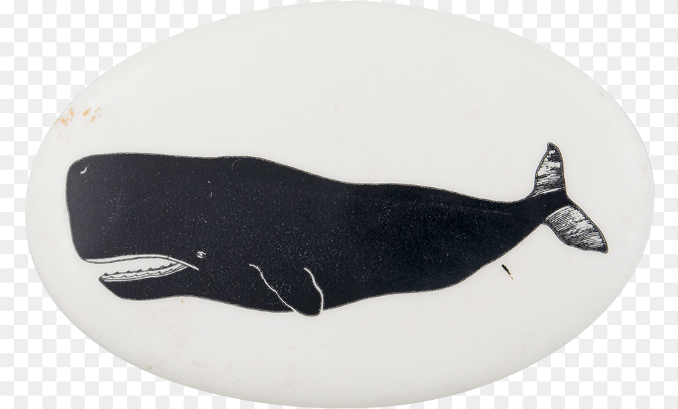 Sperm Whale 2 Art Button Museum Ribbon Seal, Animal, Mammal, Sea Life Free Transparent Png