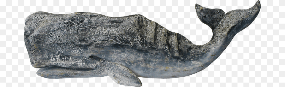 Sperm Whale, Animal, Fish, Sea Life, Shark Free Transparent Png