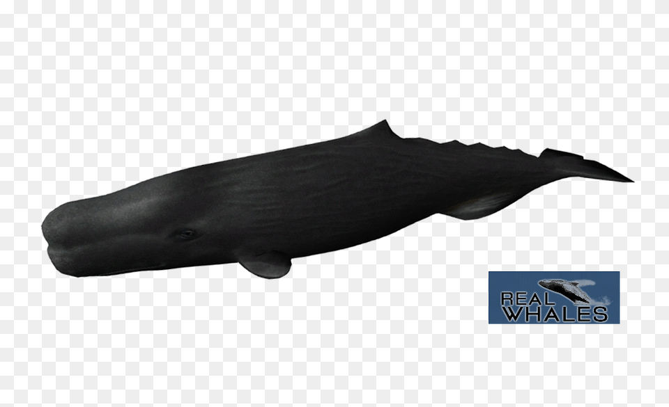 Sperm Whale, Animal, Mammal, Sea Life, Fish Free Png