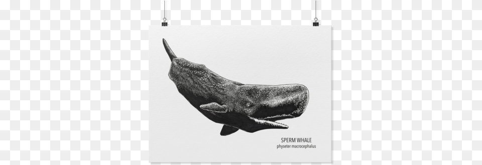 Sperm Whale Art Poster Kohola Kai Creative Whale Flukes Pendant Necklace Faux Suede Whale, Animal, Mammal, Sea Life, Smoke Pipe Png Image