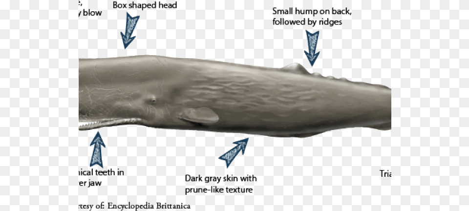 Sperm Whale Called Sperm Whale, Animal, Mammal, Sea Life, Fish Png Image