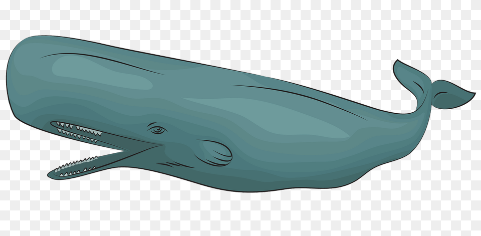 Sperm Whale Clipart, Animal, Mammal, Sea Life, Fish Png