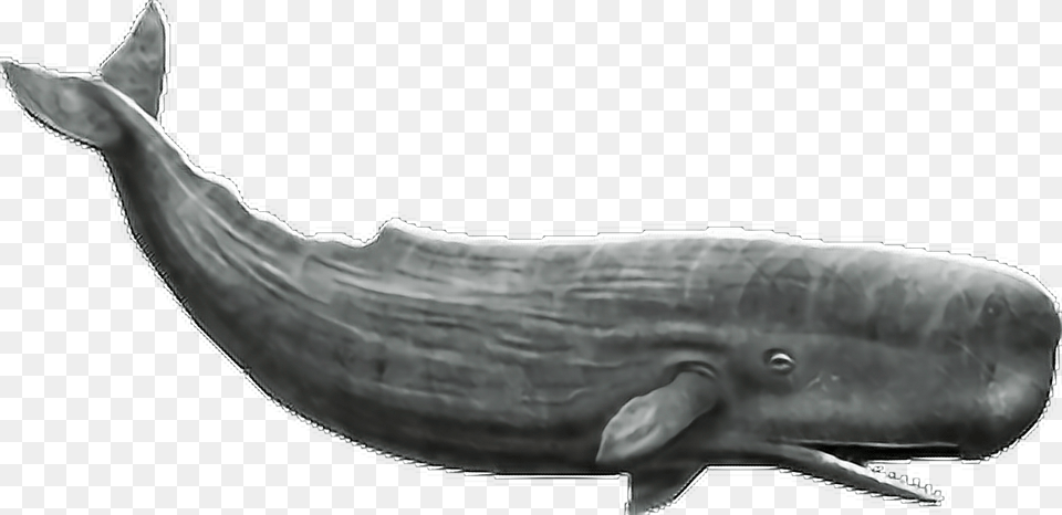 Sperm Whale No Background, Animal, Mammal, Sea Life, Fish Free Transparent Png