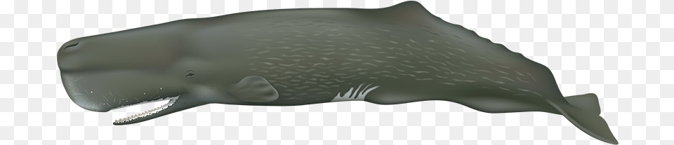 Sperm Whale Sperm Whale No Background, Animal, Mammal, Sea Life, Fish Png Image