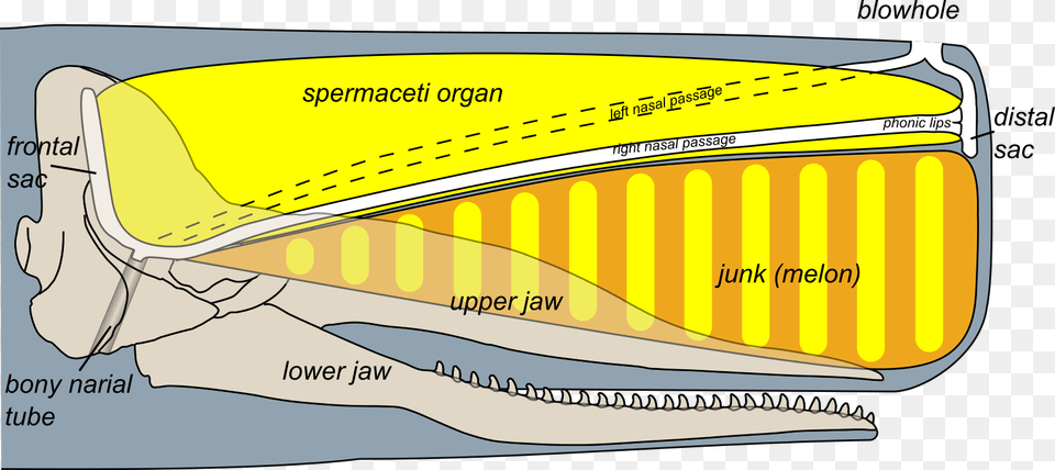 Spermaceti Organ In Whales, Chart, Plot, Boat, Transportation Png Image