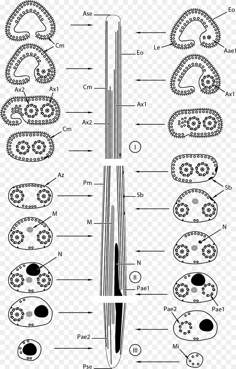 Spermatozoa Of Bucephalidae Drawing, Chart, Plot Png Image