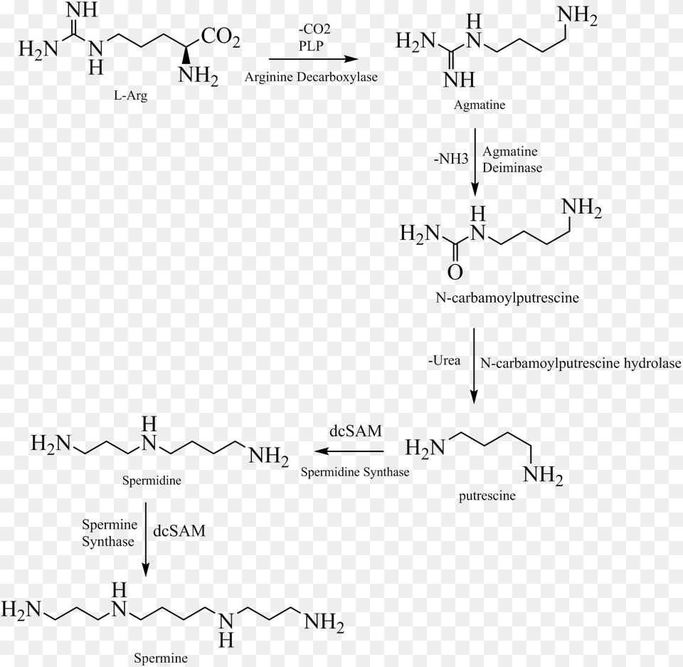 Spermin Biosynthesis Plants Wikimedia Commons, Blackboard, Diagram Free Png