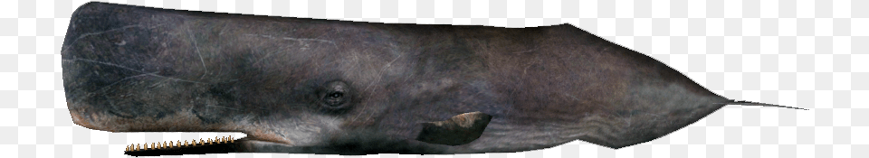 Spermwhaleremake Assassins Creed Sperm Whale, Animal, Mammal, Sea Life Png Image