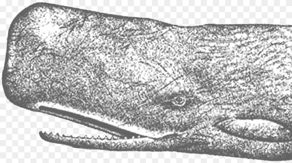 Spermwhalerttolfwstroke Grey Whale, Animal, Mammal, Sea Life Png