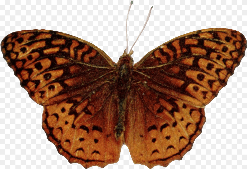 Speyeria Aphrodite Alcestis Aphrodite Fritillary, Animal, Insect, Invertebrate, Butterfly Free Png