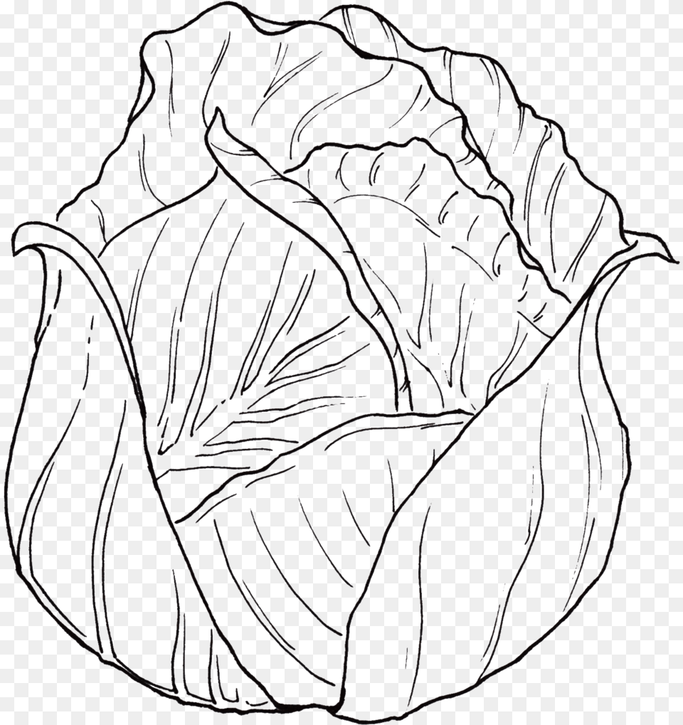 Spf Spots Cabbage 1 Black Sketch, Food, Leafy Green Vegetable, Plant, Produce Png Image