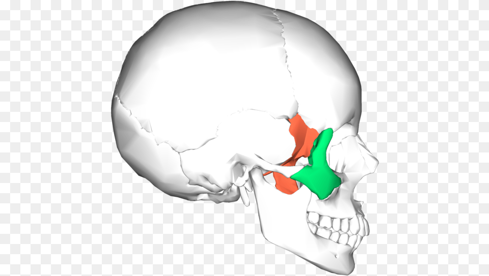 Sphenoid Bone And Zygomatic Bone Sphenoid And Zygomatic Bone, Head, Person, Baby, Body Part Free Png Download