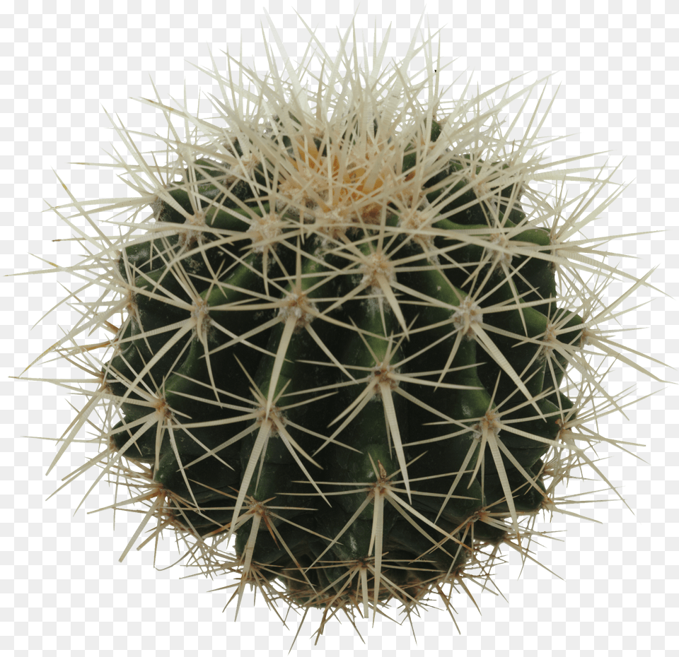 Sphere Cactus, Plant Free Png Download